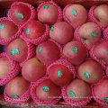 Regelmäßiger Lieferant von Fresh Red Qinguan Apple